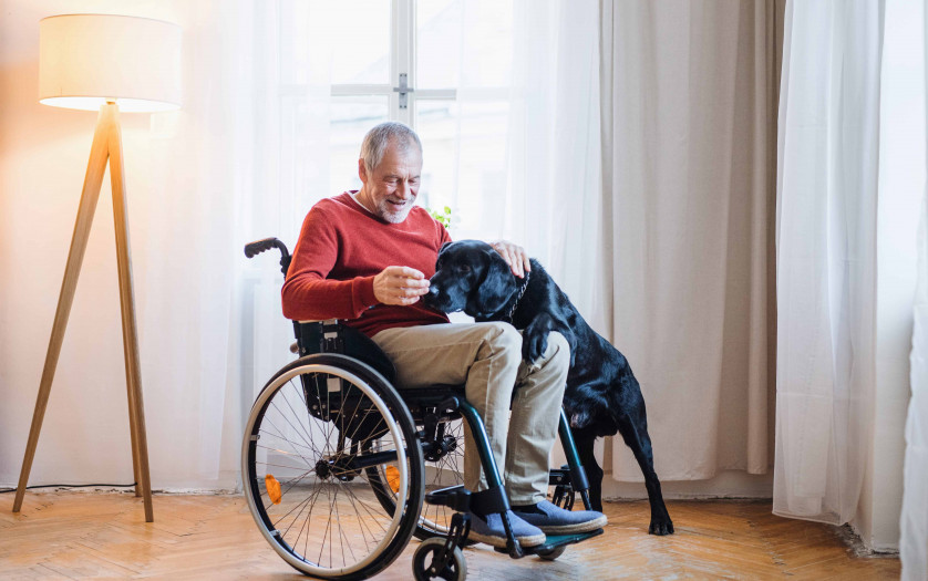 disabled senior man in wheelchair indoors playing with a dog at home.