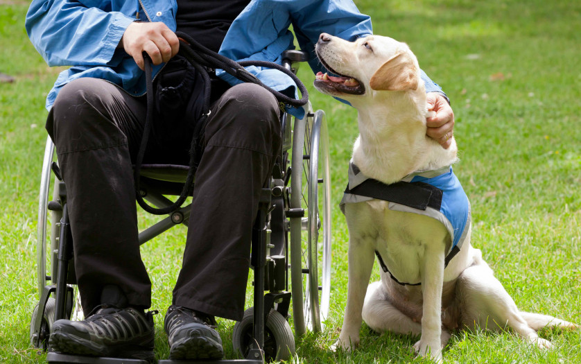 wheelchair user with his guide dog