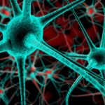 nerve cell