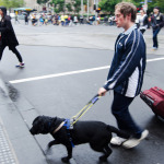 Blind man is led by his guide dog, crossing the road in Melbourne.