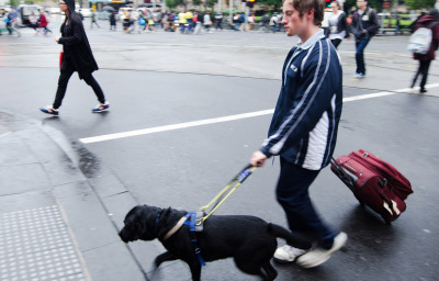 Blind man is led by his guide dog, crossing the road in Melbourne.