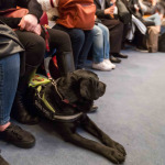 Blind man with guide dog sitting in the cinema