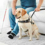 Blind man with guide dog sitting on sofa at home