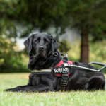 Guide Dog
