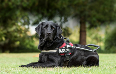 Guide Dog