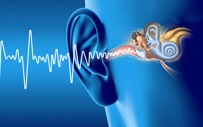 soundwave and ear anatomy, medical 3D illustration. Canal, otitis.