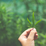 Marijuana leaf