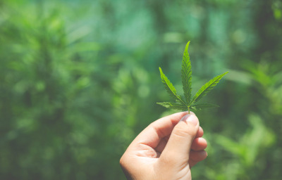 Marijuana leaf