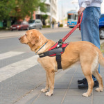 a blind man with guide dog