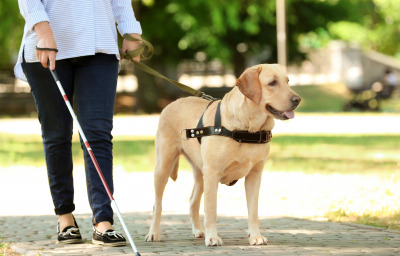 Guide dog helping blind woman in the street