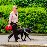 Blind woman walking in the street with her guide dog White cane in one hand while holding the dog with the other.