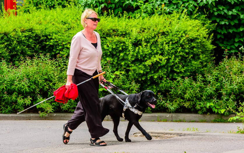 Blind woman walking in the street with her guide dog White cane in one hand while holding the dog with the other.
