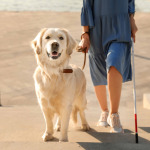 blind woman walking with guide dog