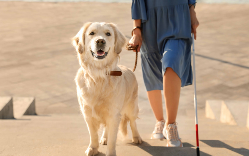 blind woman walking with guide dog