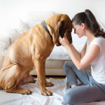 woman and her dog fila brasileiro breed in home