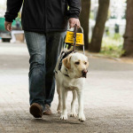 blind man walking with guide dog