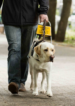 blind man walking with guide dog