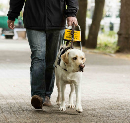 blind man walking with guide dog
