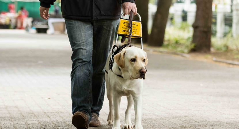 blind man walking with guide dog