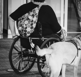 a woman in wheelchair with guide dog