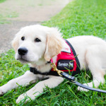 Twiggy assistance dog
