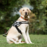 Guide dog Labrador in the park