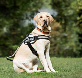 Guide dog Labrador in the park
