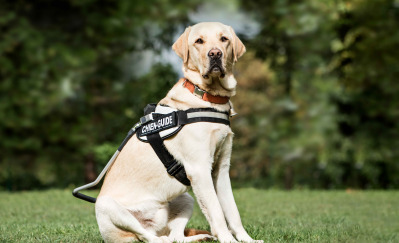 Guide dog Labrador in the park