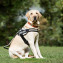 Guide dog Labrador in the park