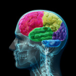 Colored sections of a male human brain ,x ray concept