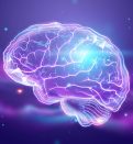 The image of the human brain