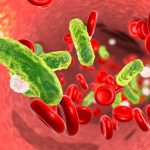 Sepsis, bacteria in blood. 3D illustration showing rod-shaped bacteria in blood with red blood cells and leukocytes