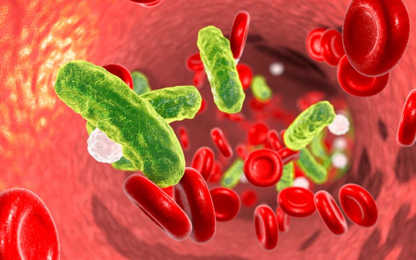 Sepsis, bacteria in blood. 3D illustration showing rod-shaped bacteria in blood with red blood cells and leukocytes