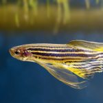 Aquarium fish zebra danio