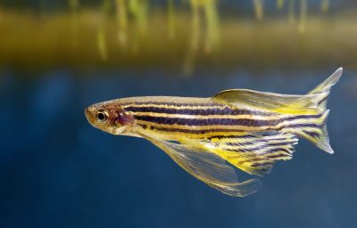 Aquarium fish zebra danio