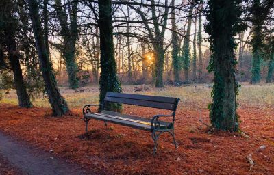 Empty wooden bench in the park with brown leaves fallen on the ground and sunset in the background