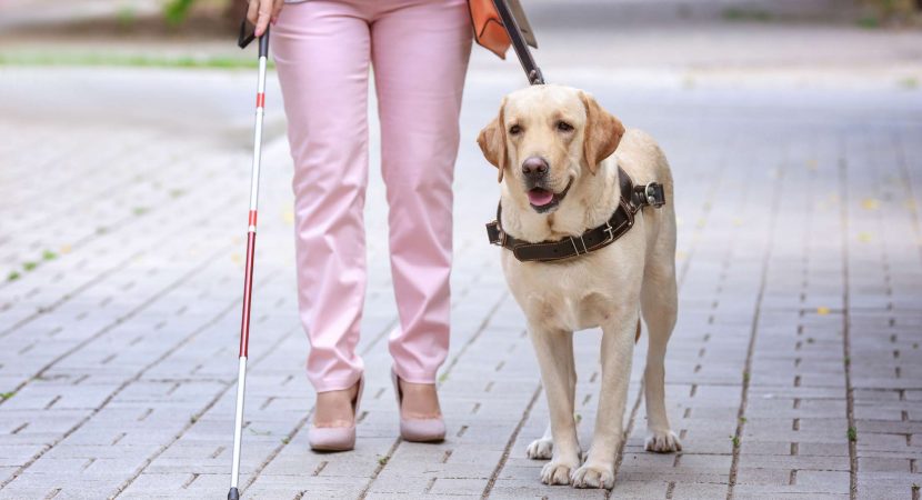 blind woman with guide dog in the street