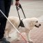 Young blind man with stick and guide dog walking
