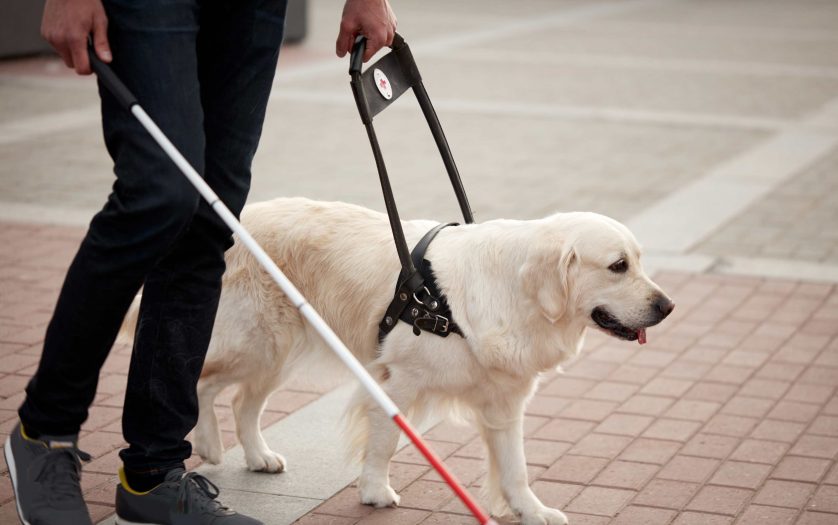 Young blind man with stick and guide dog walking