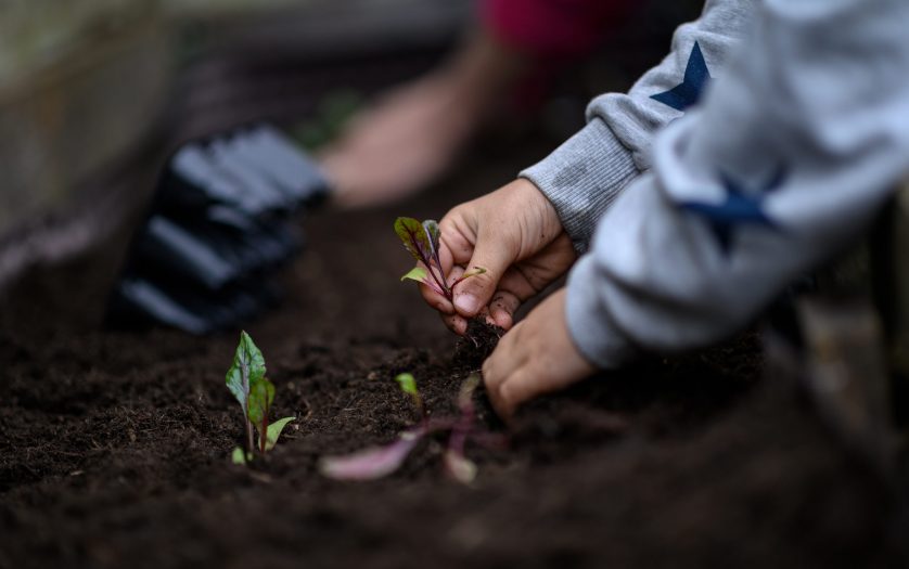 Closeup view of child hands planting beet seedling in to the fertile soil.