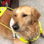 Guide Dog