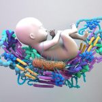 baby in the womb with viruses