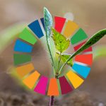SDG wheel and plant