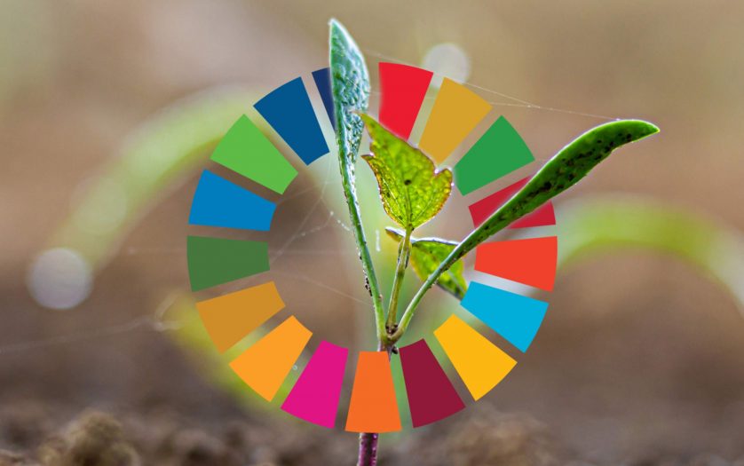 SDG wheel and plant