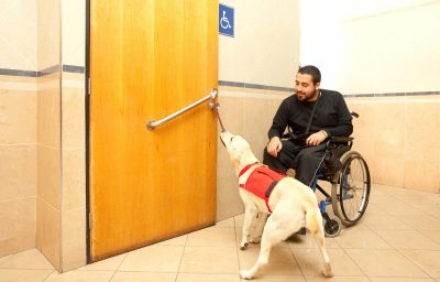 Service dog opening door for man in wheelchair indoors
