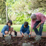 An Elderly Man Planting with his Grandchildren