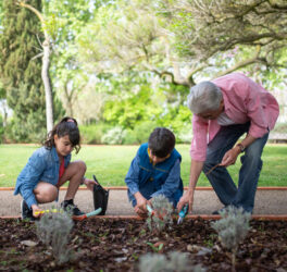 An Elderly Man Planting with his Grandchildren