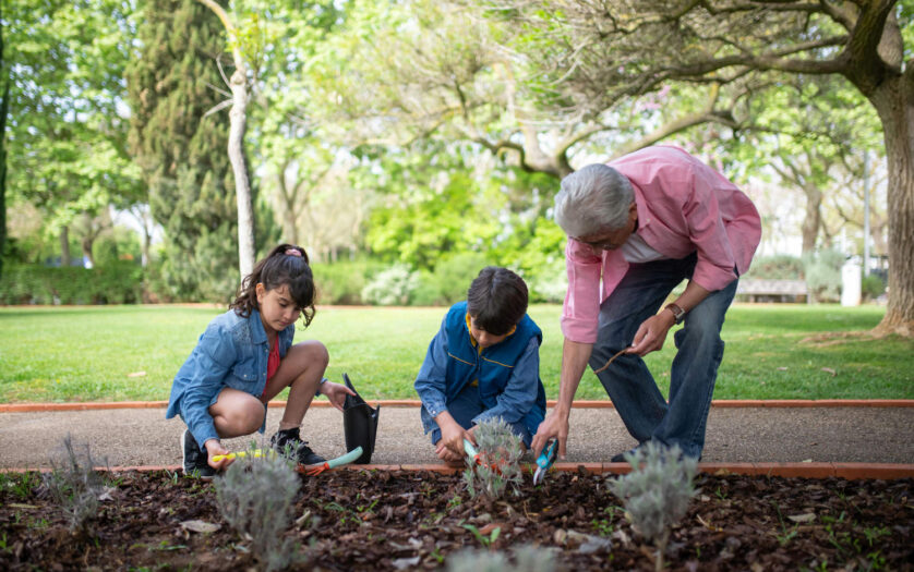An Elderly Man Planting with his Grandchildren