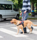 blind man with guide dog on pedestrian crossing