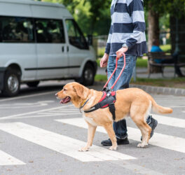 blind man with guide dog on pedestrian crossing